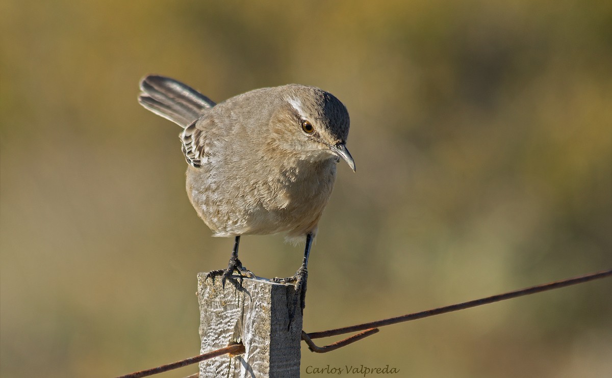 Patagonian Mockingbird - ML623847625