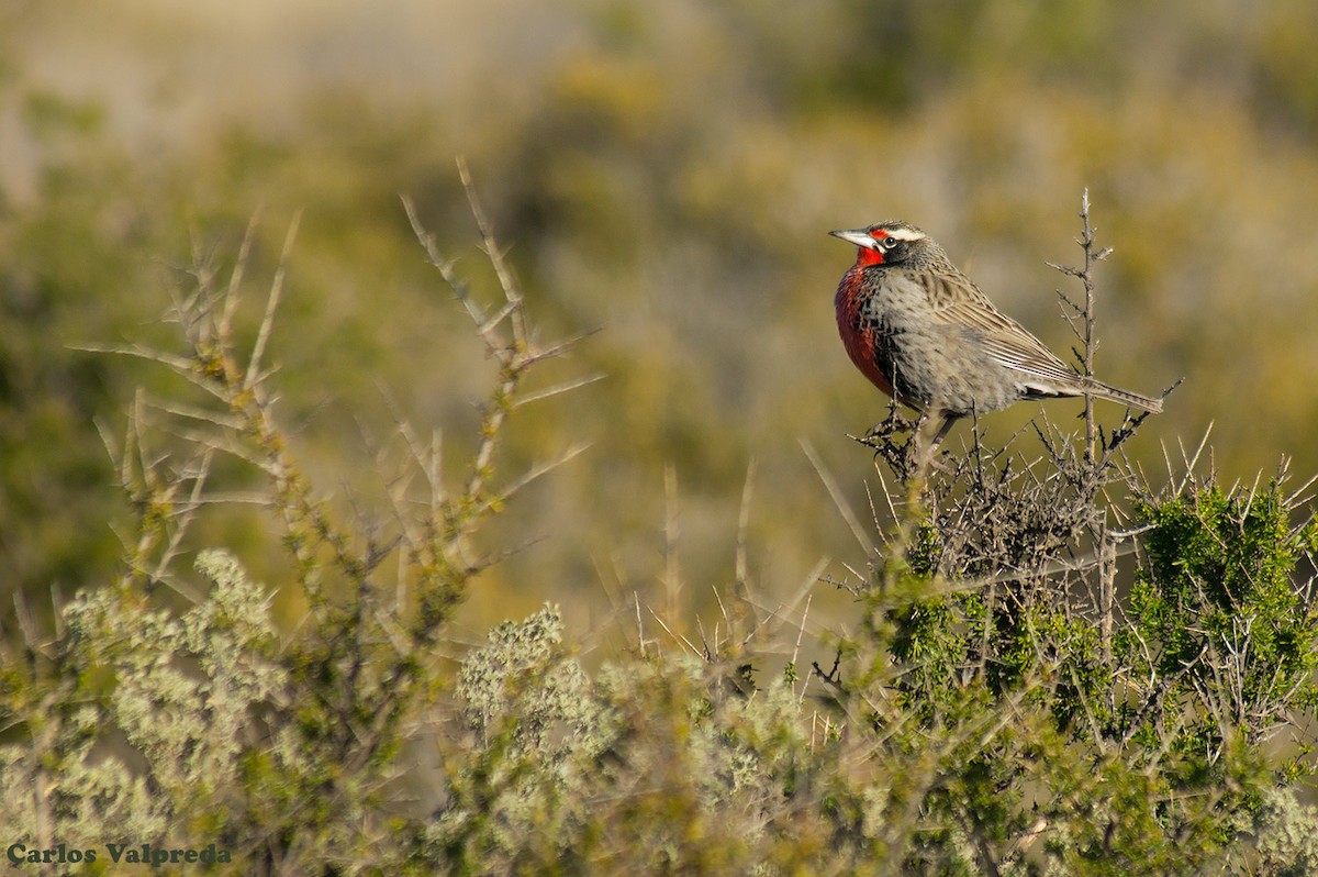 Long-tailed Meadowlark - ML623847628