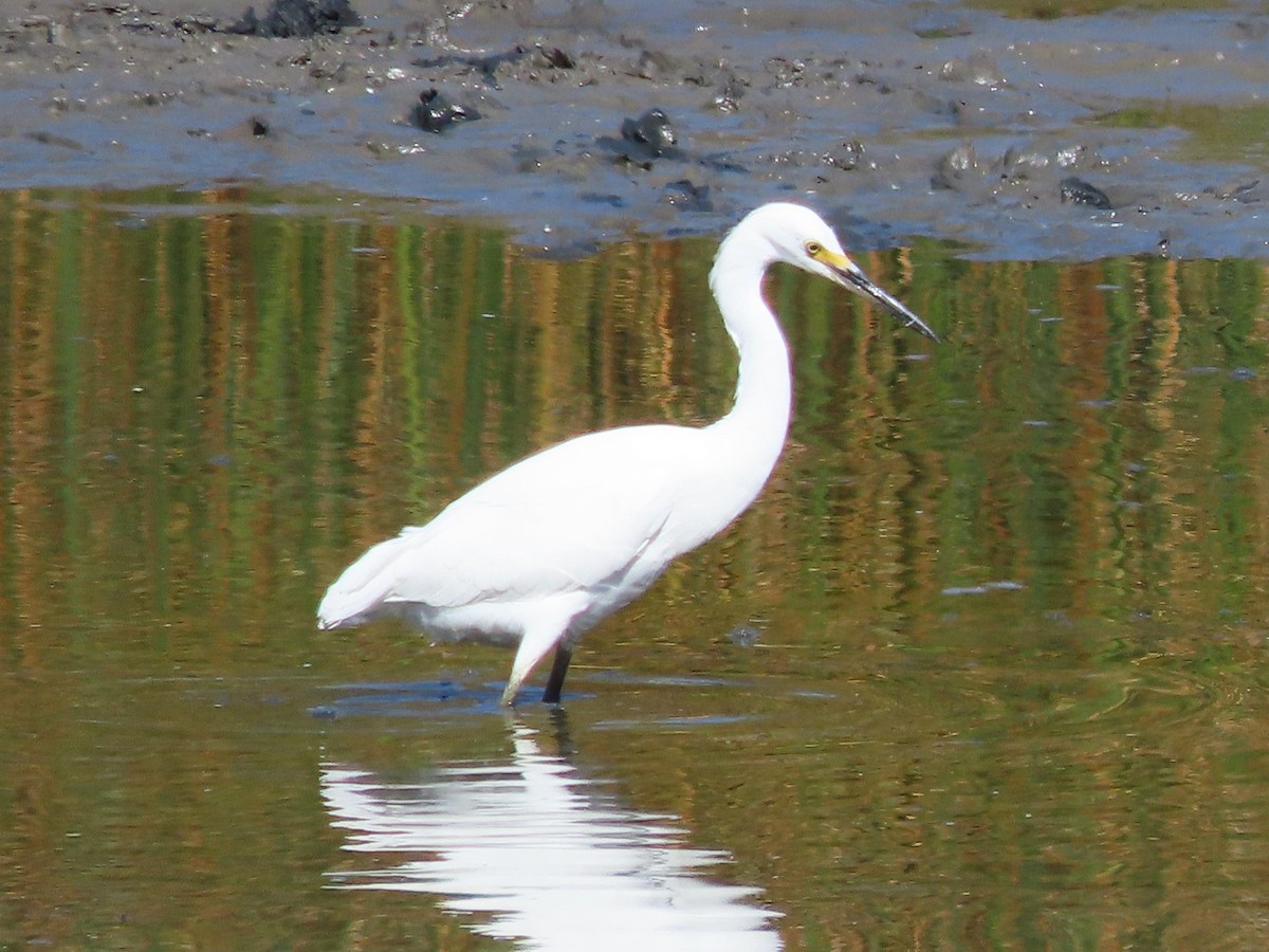 Snowy Egret - ML623847629