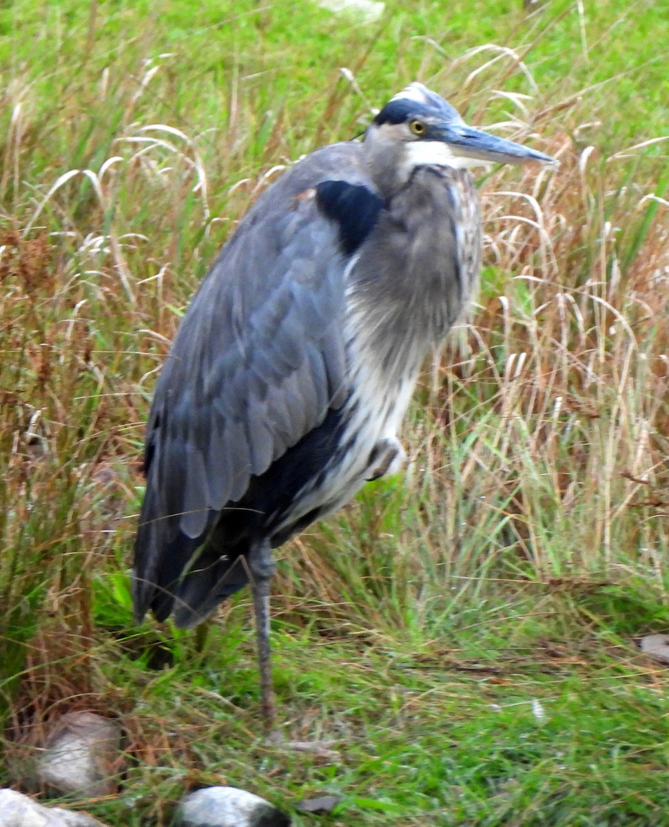 Garza Azulada - ML623847643