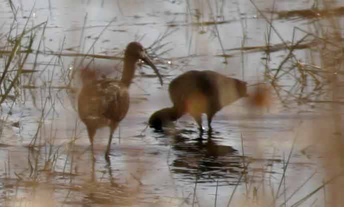 White-faced Ibis - Harry Colestock