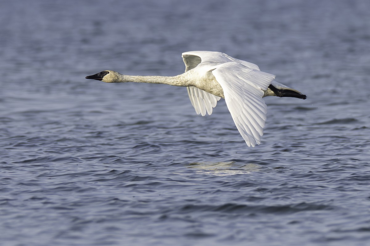 Trumpeter Swan - ML623847669