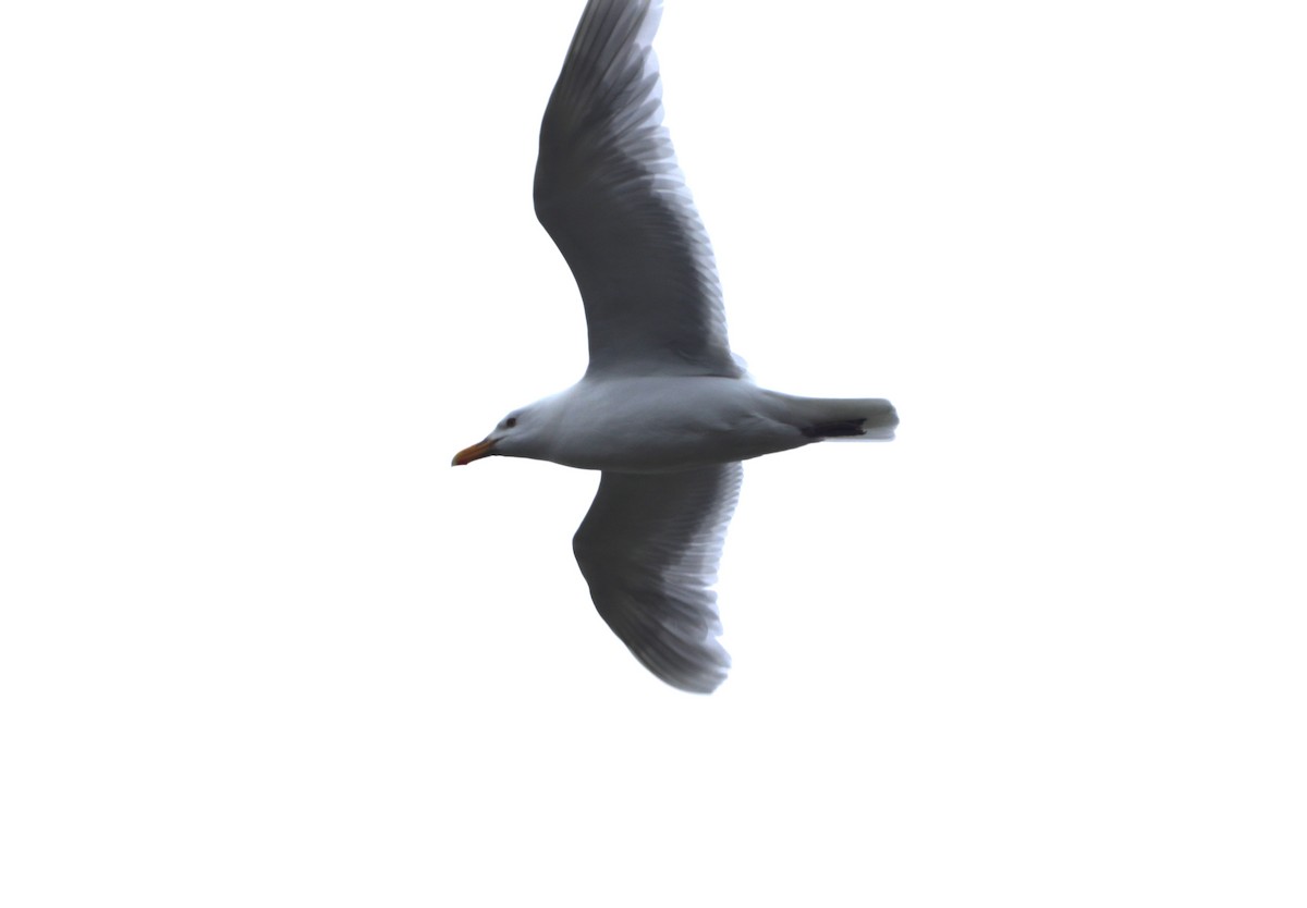 Glaucous Gull - ML623847677