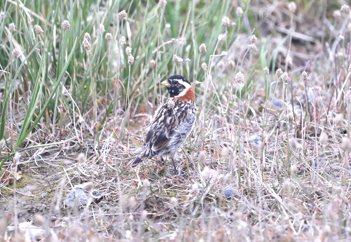 Lapland Longspur - ML623847690