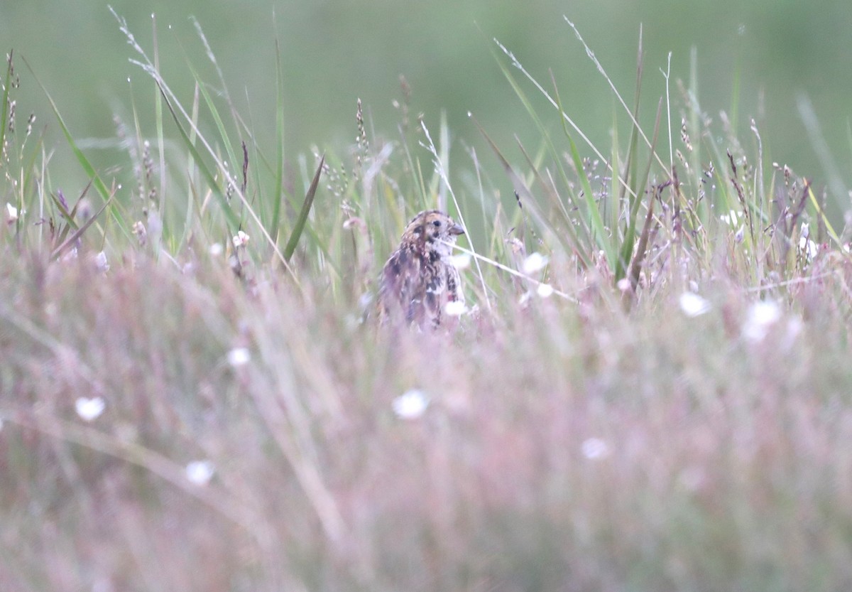 Lapland Longspur - ML623847696