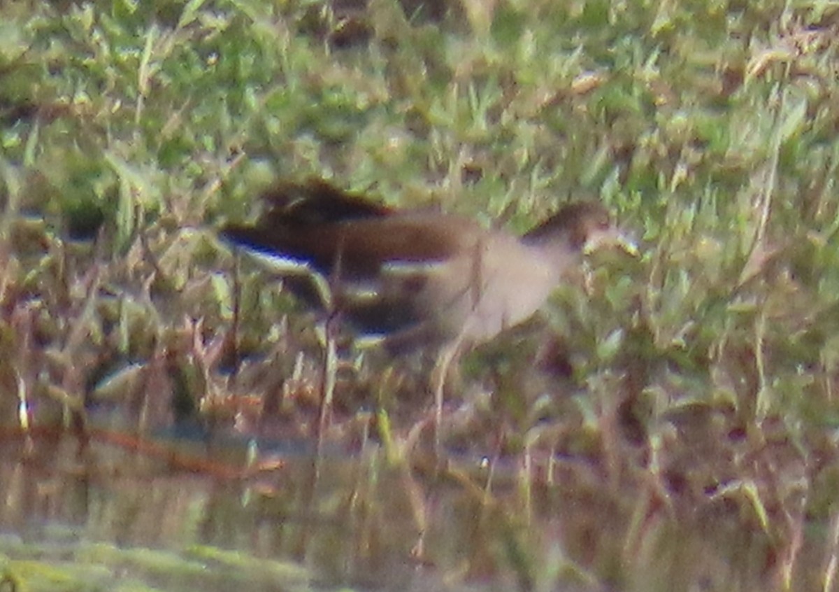 Common Gallinule - ML623847722