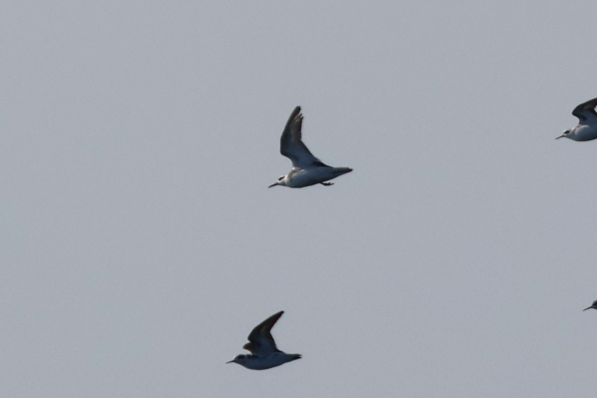 Red Phalarope - ML623847767