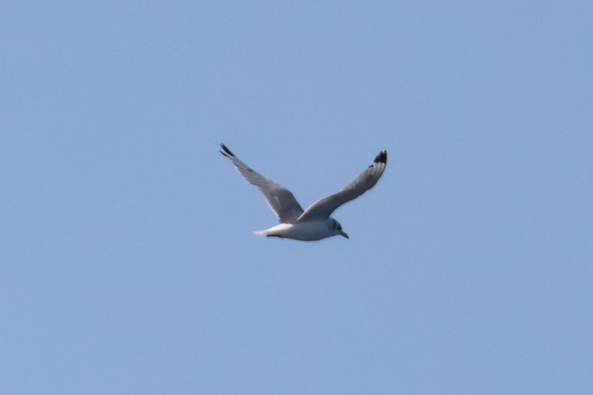 Black-legged Kittiwake - ML623847883