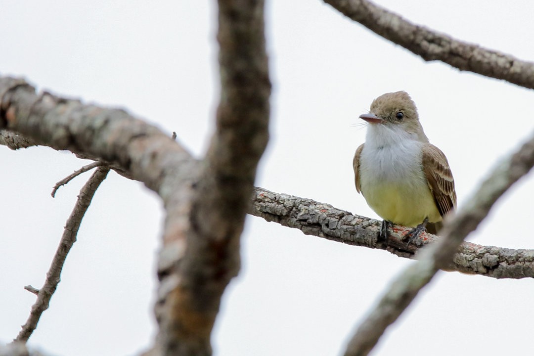 Swainson's Flycatcher - Gustavo Dallaqua