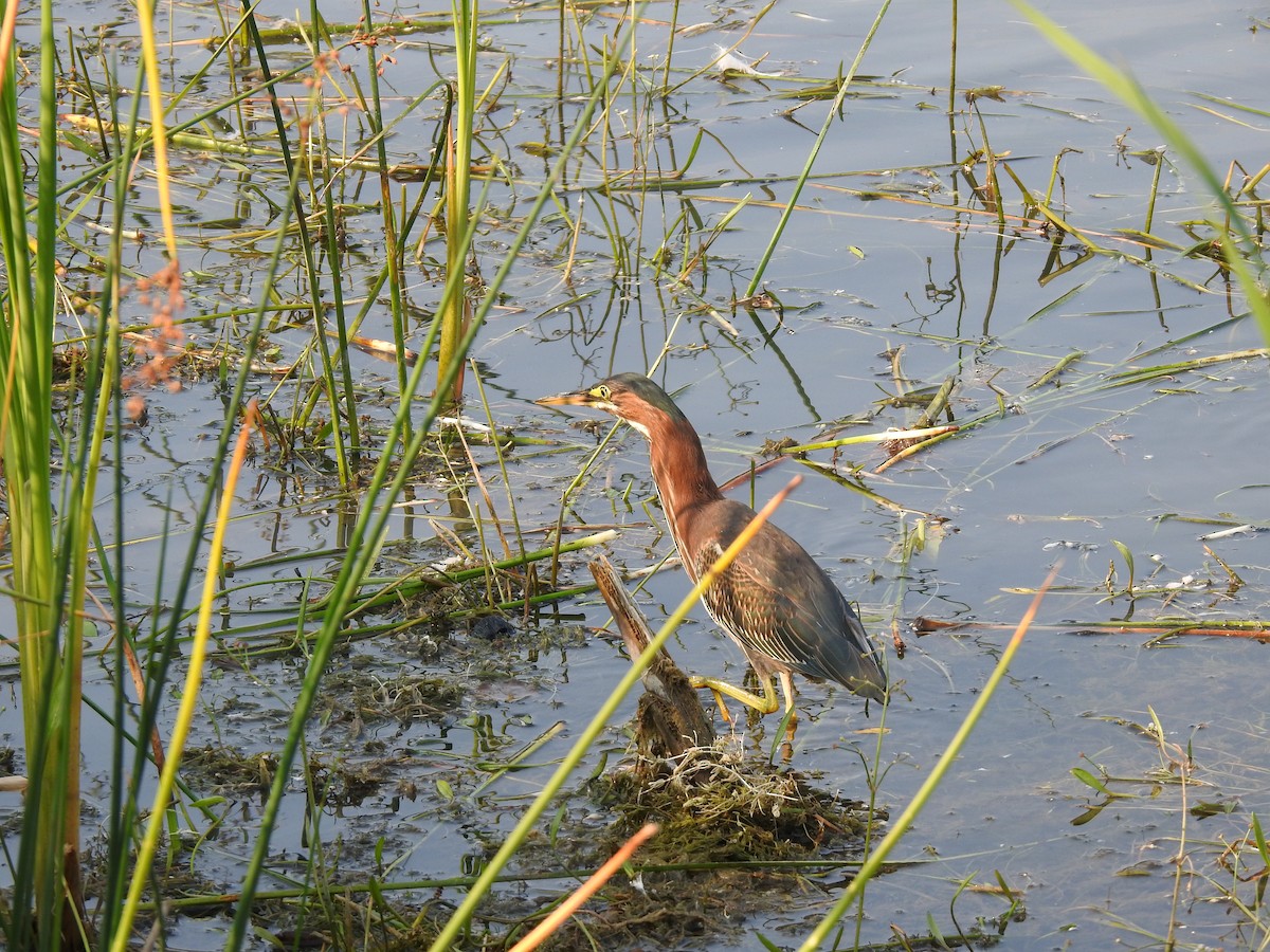 Green Heron - Francine Mercier