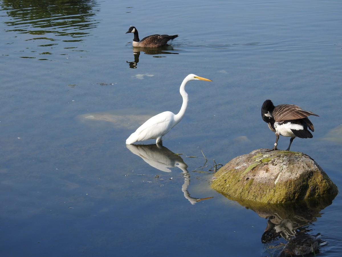 Great Egret - ML623847959