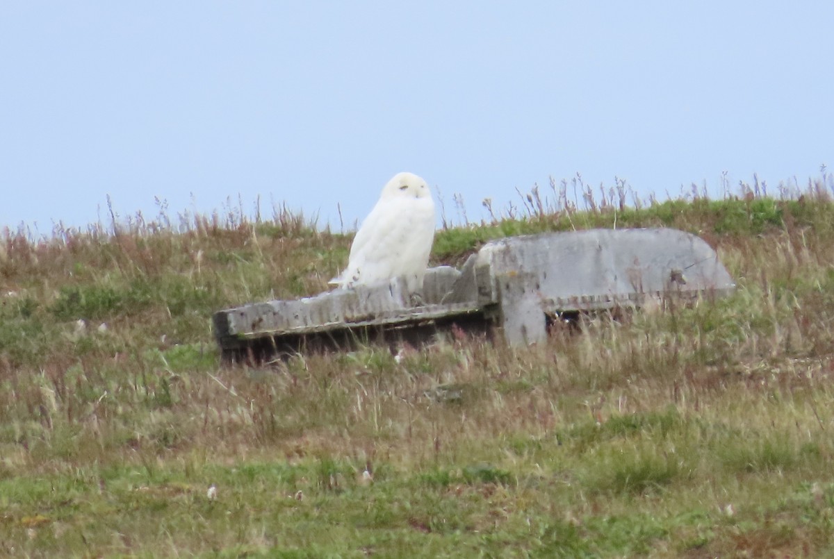 Snowy Owl - ML623847960