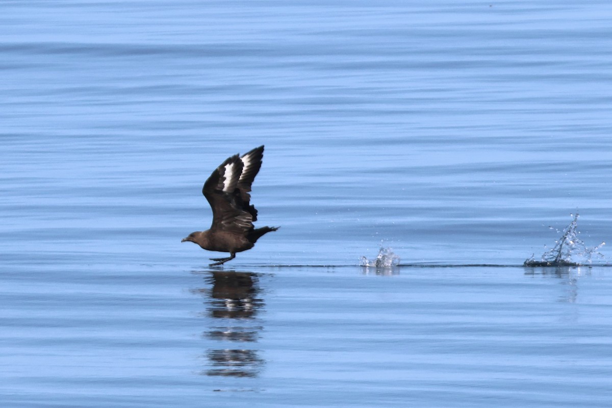 South Polar Skua - ML623847970