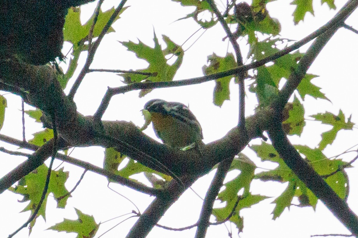 Yellow-throated Warbler - ML623847999