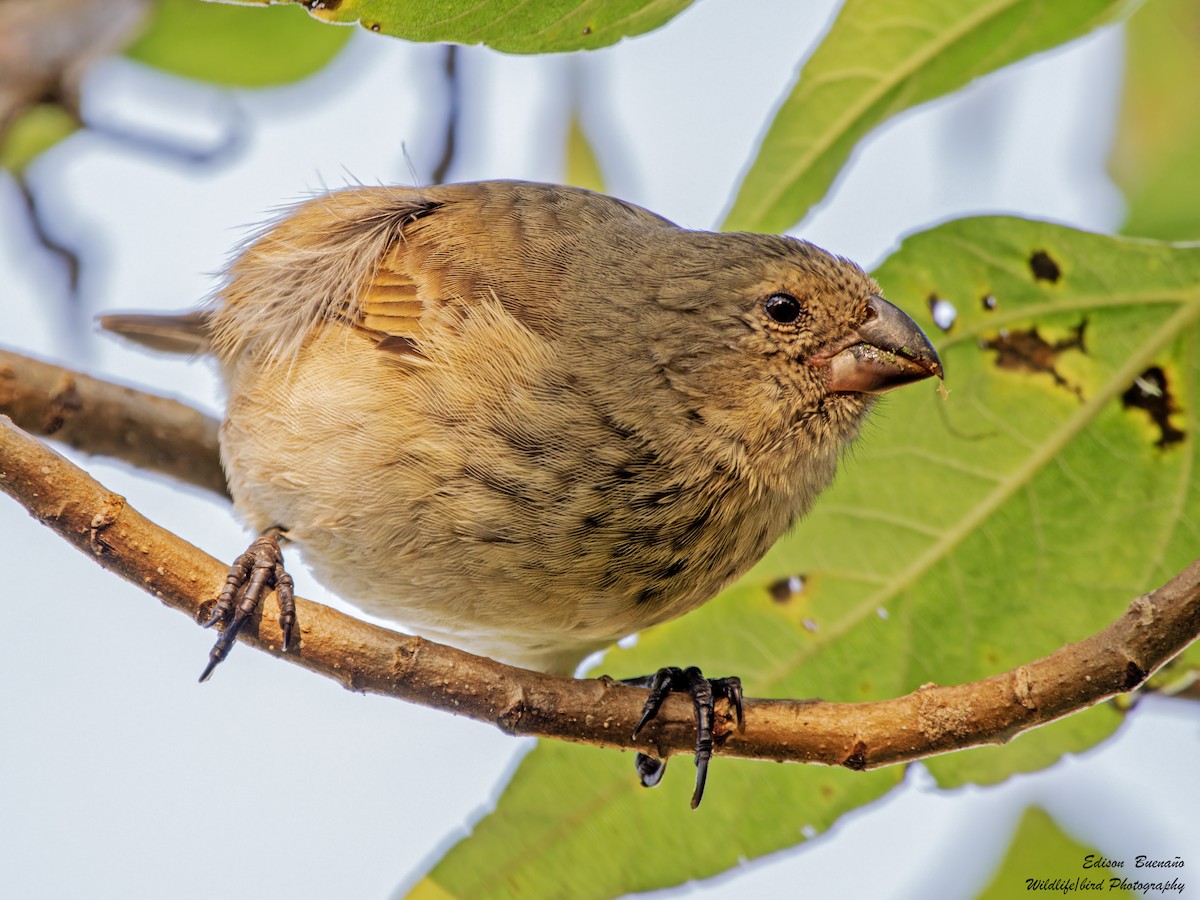 Vegetarian Finch - ML623848056