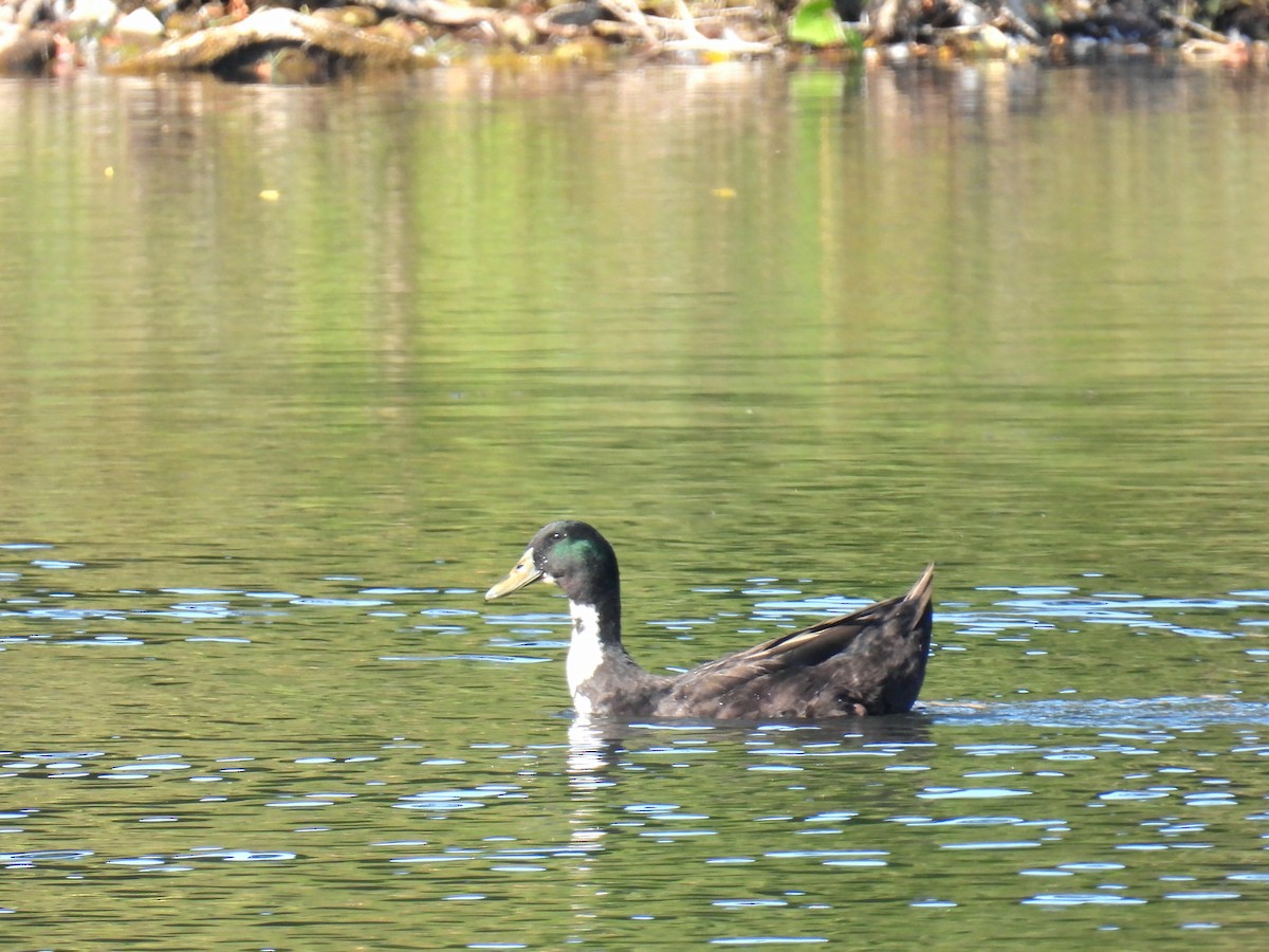 Mallard (Domestic type) - Joan K