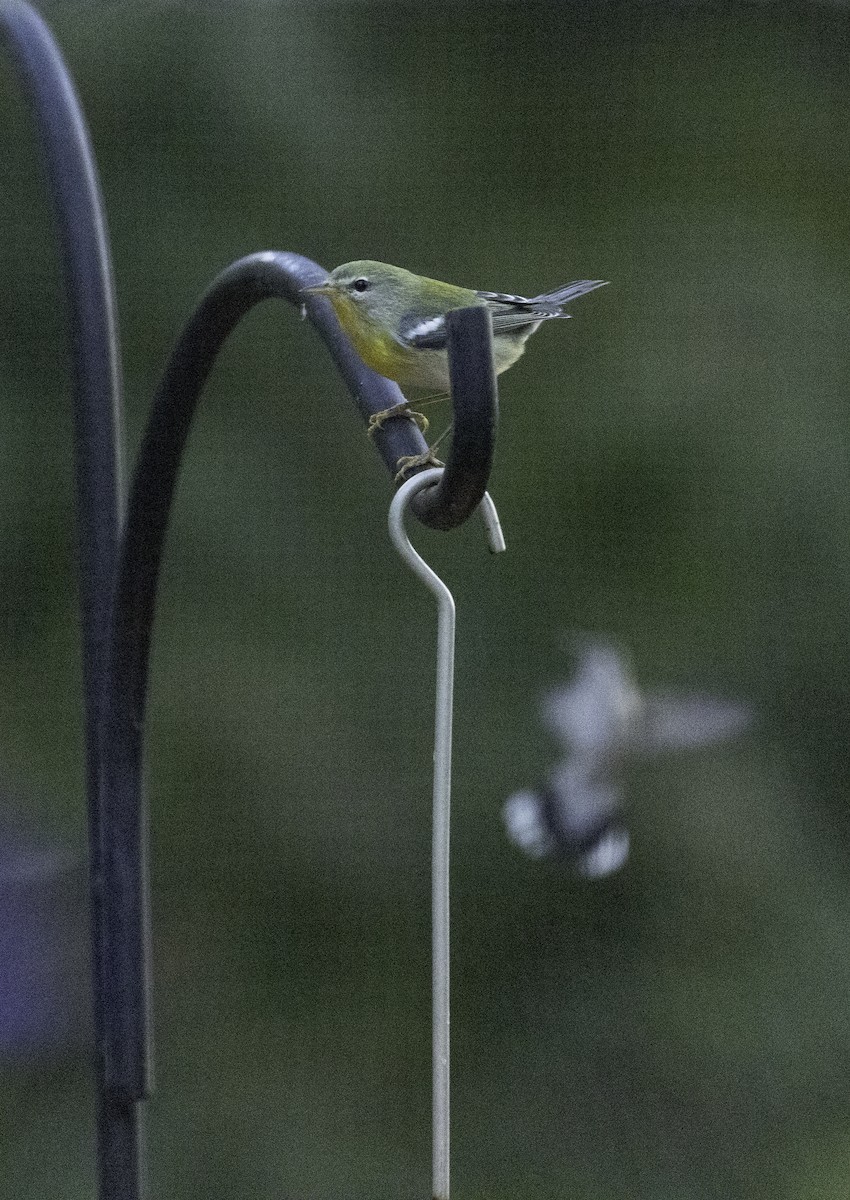 Northern Parula - Karole Erikson