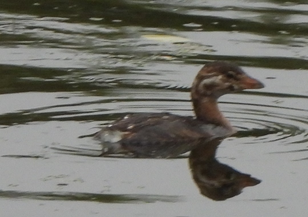 Pied-billed Grebe - ML623848079