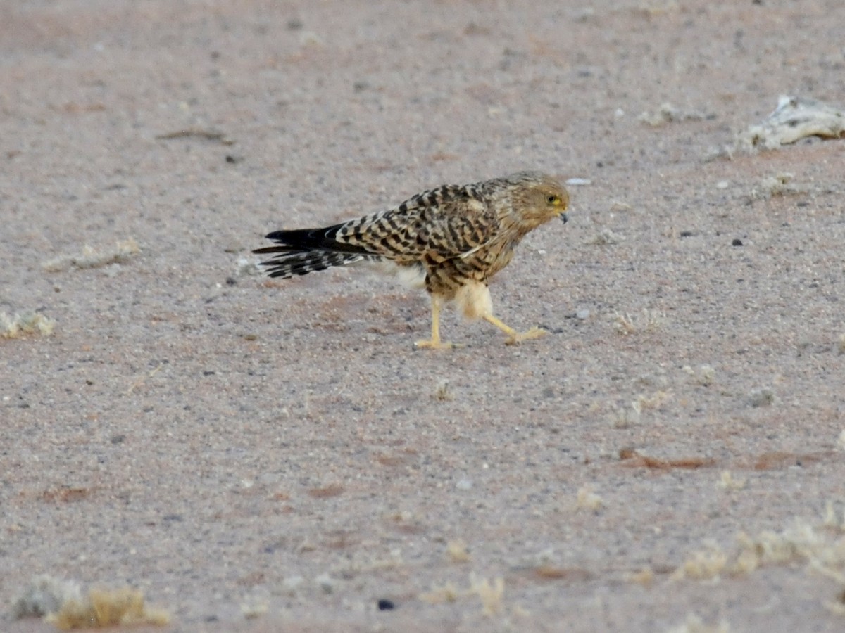 Greater Kestrel - ML623848080