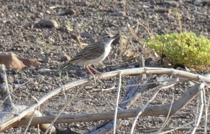 Sabota Lark - Laurence Green