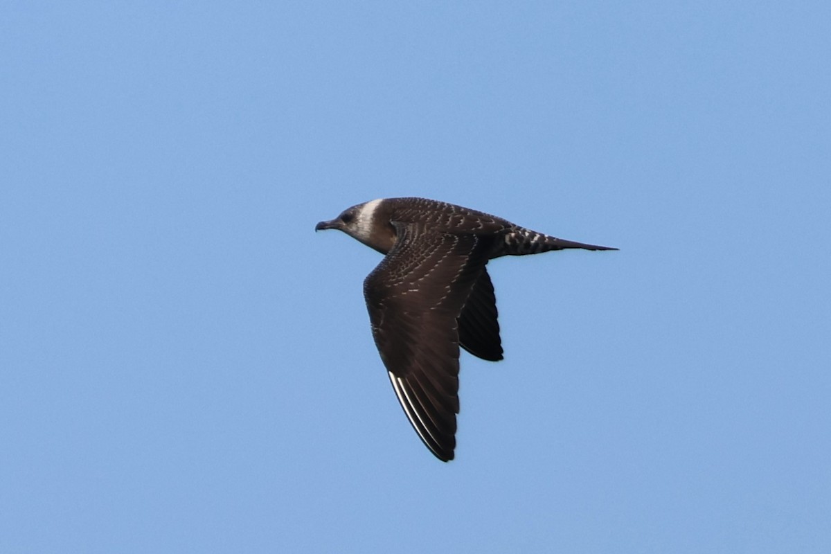 Long-tailed Jaeger - David Nelson