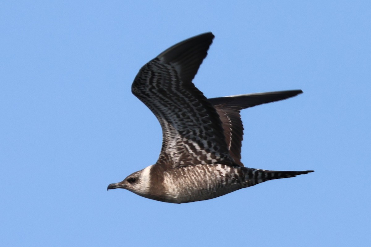 Long-tailed Jaeger - ML623848105