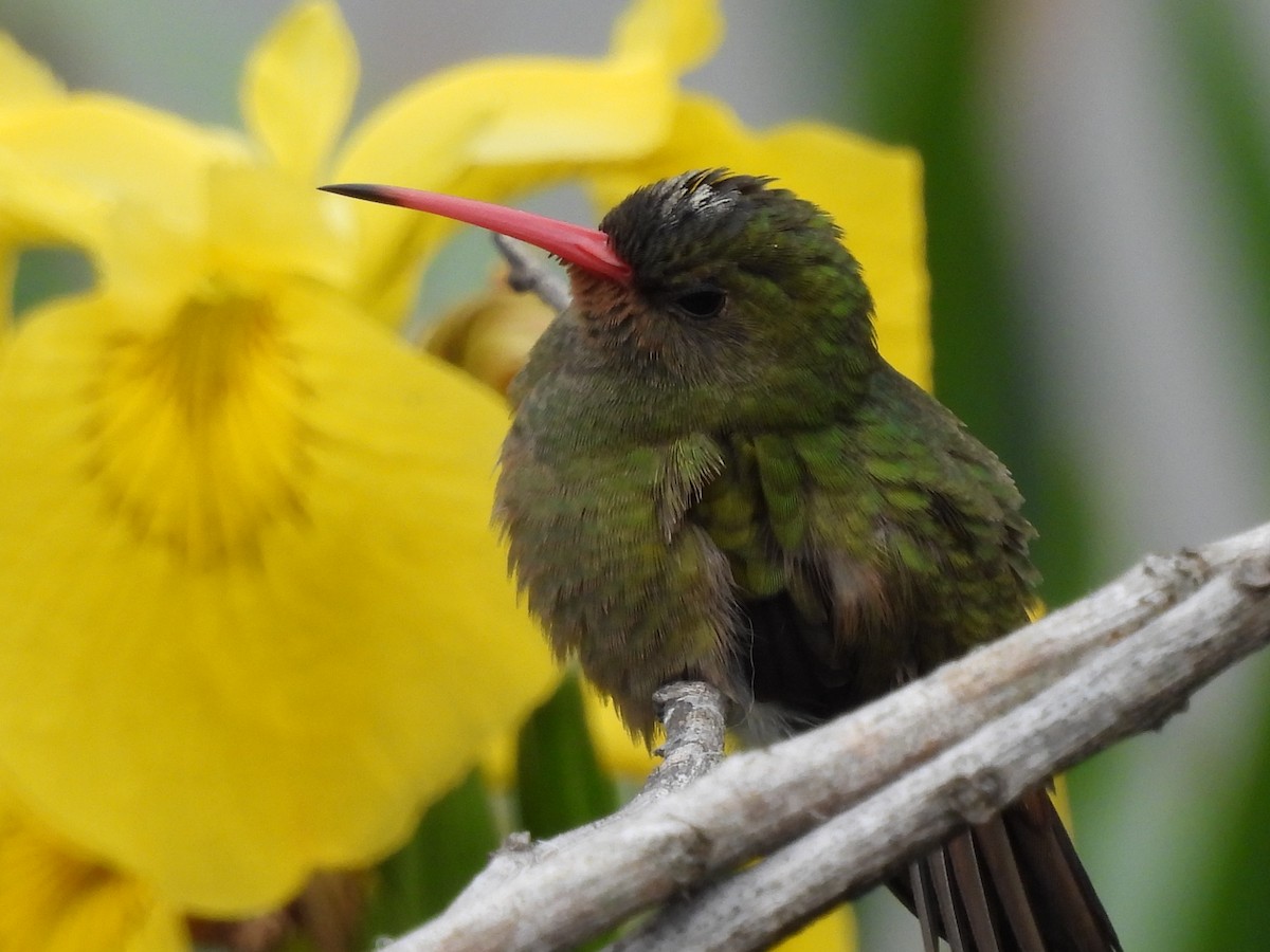 Gilded Hummingbird - ML623848129