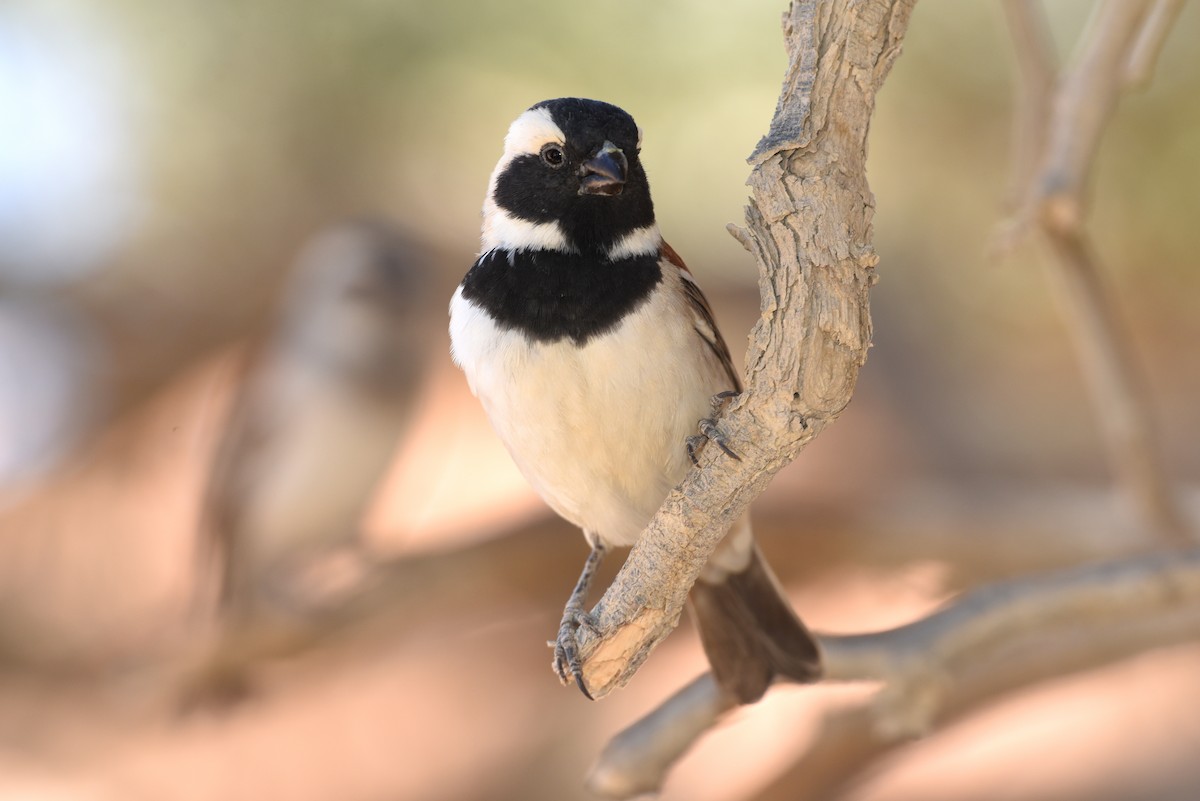 Cape Sparrow - ML623848137