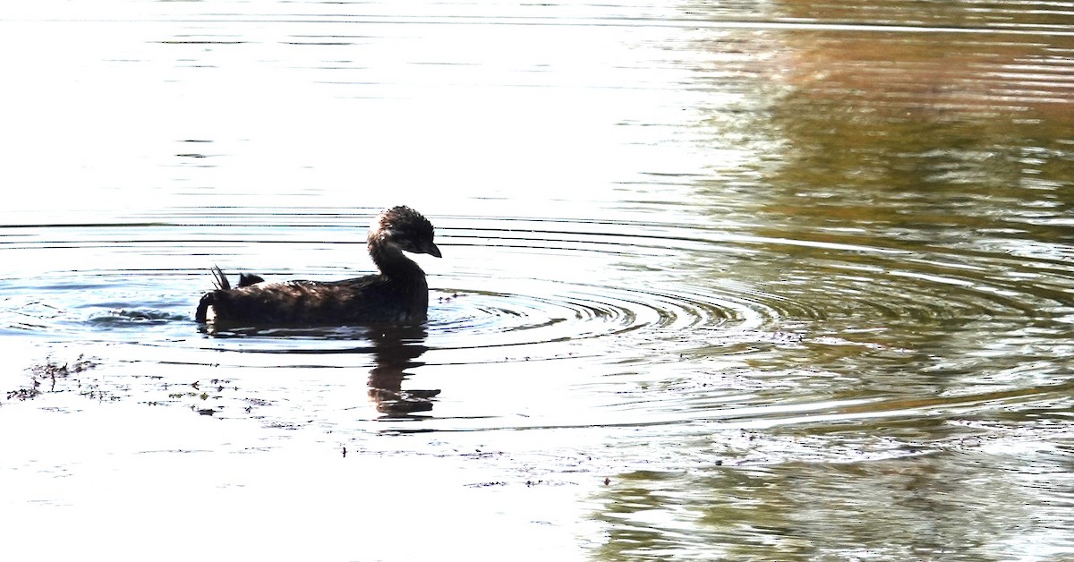 Pied-billed Grebe - ML623848172