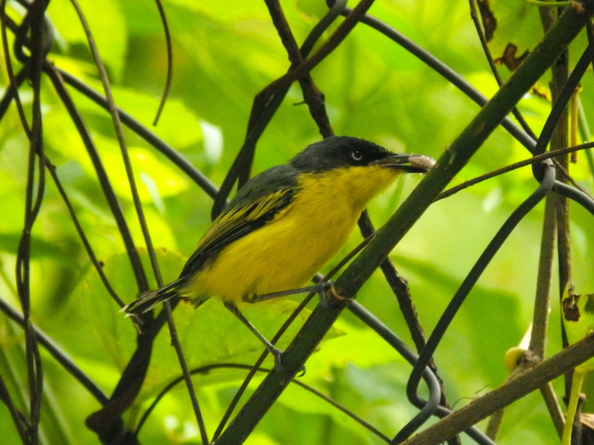 Common Tody-Flycatcher - ML623848176