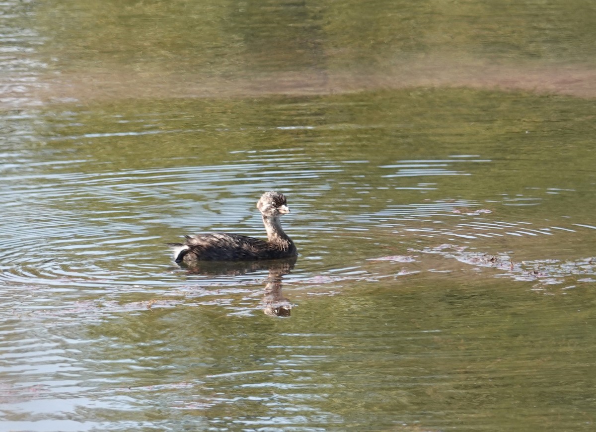 Pied-billed Grebe - ML623848177