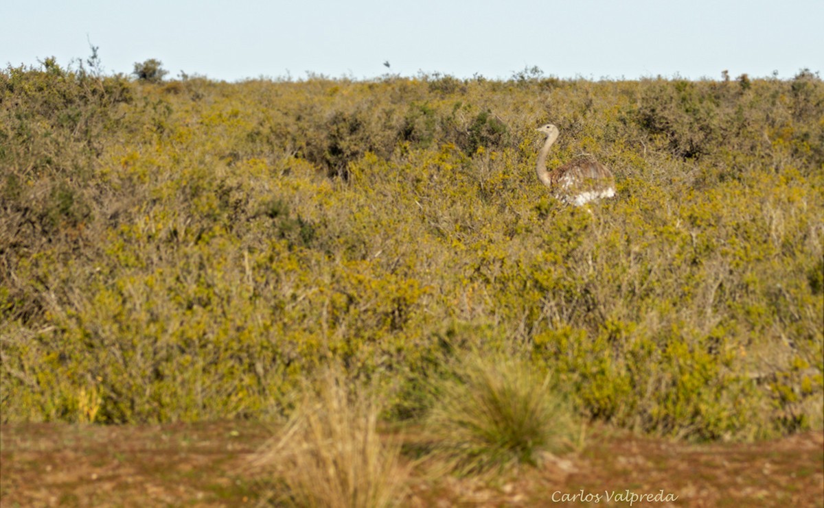 Lesser Rhea - ML623848187