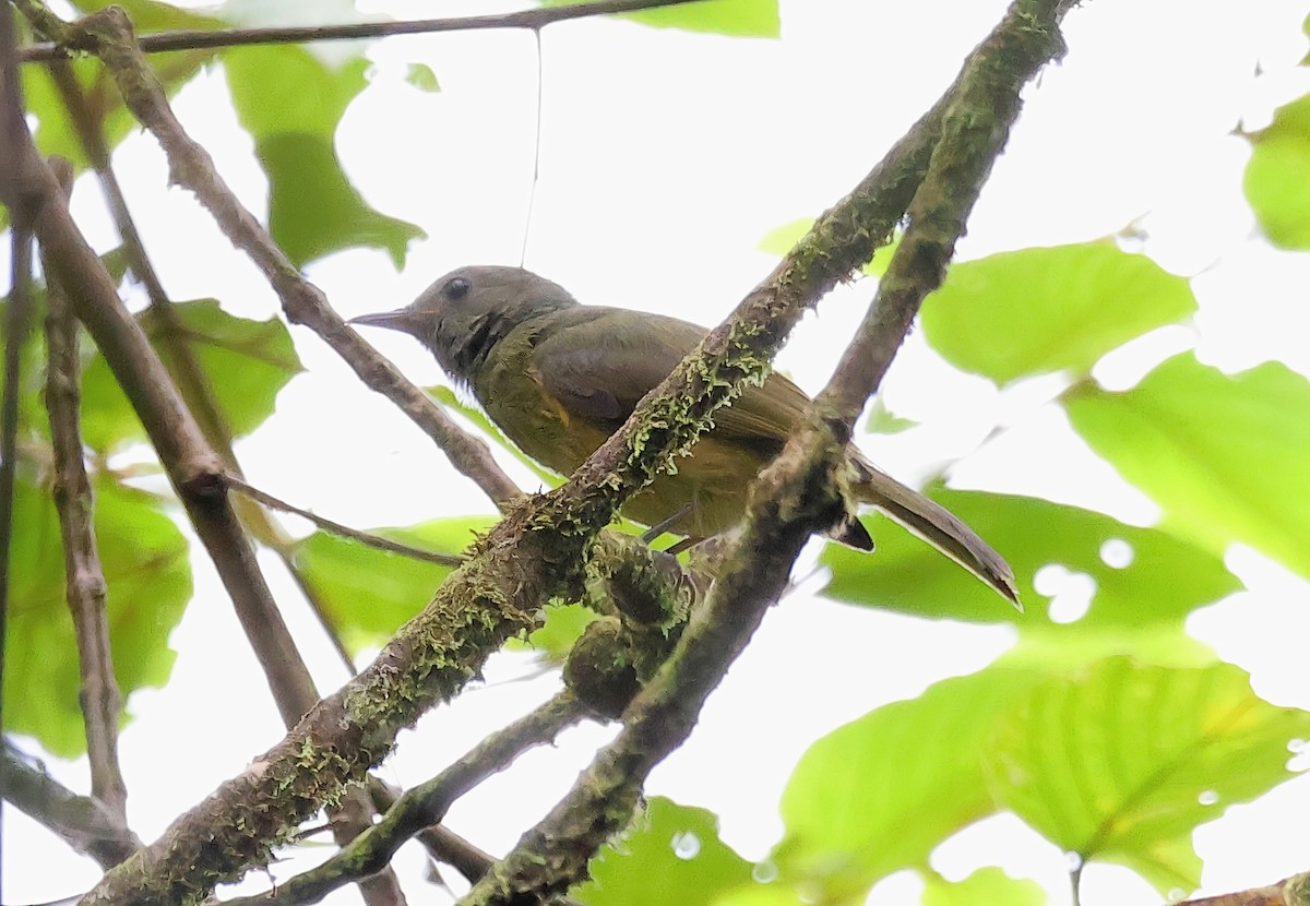 Ochre-bellied Flycatcher - ML623848217