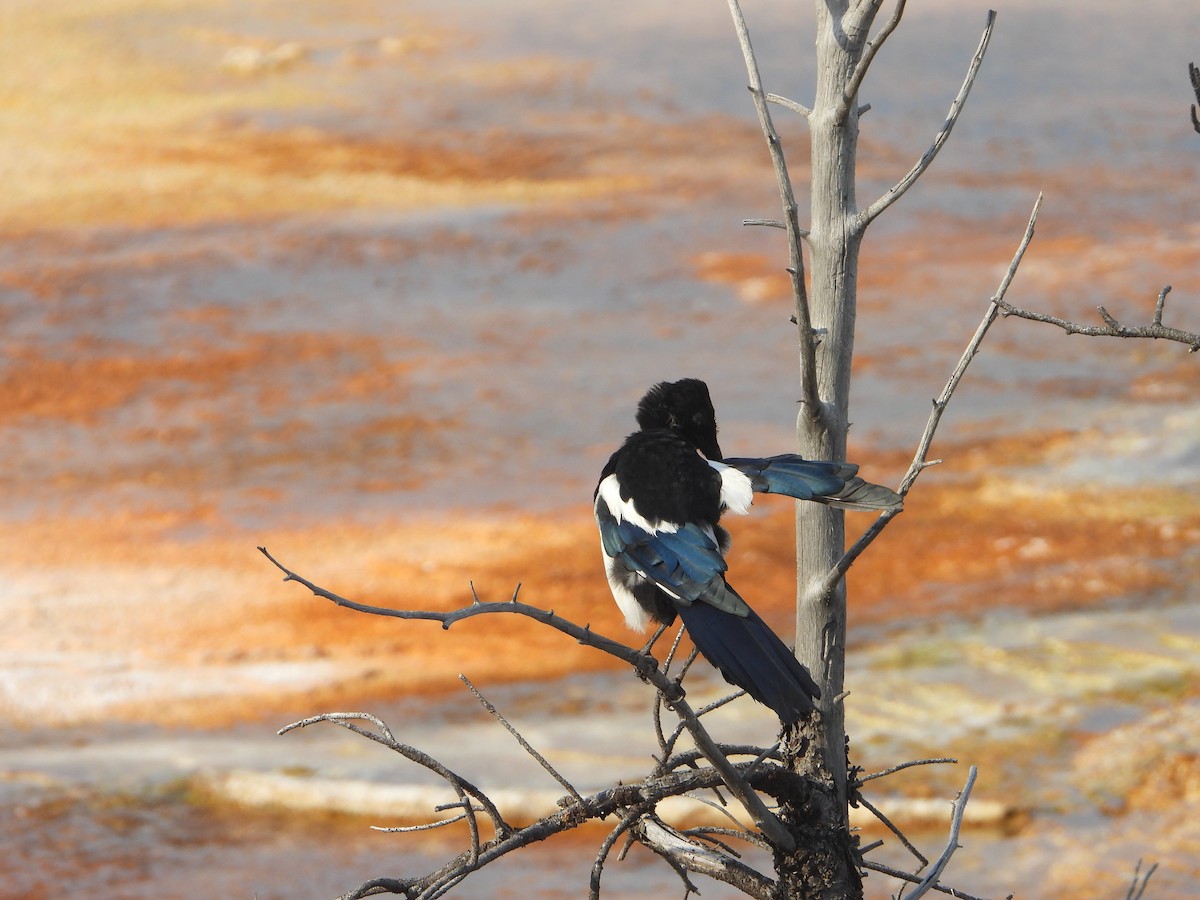 Black-billed Magpie - ML623848219