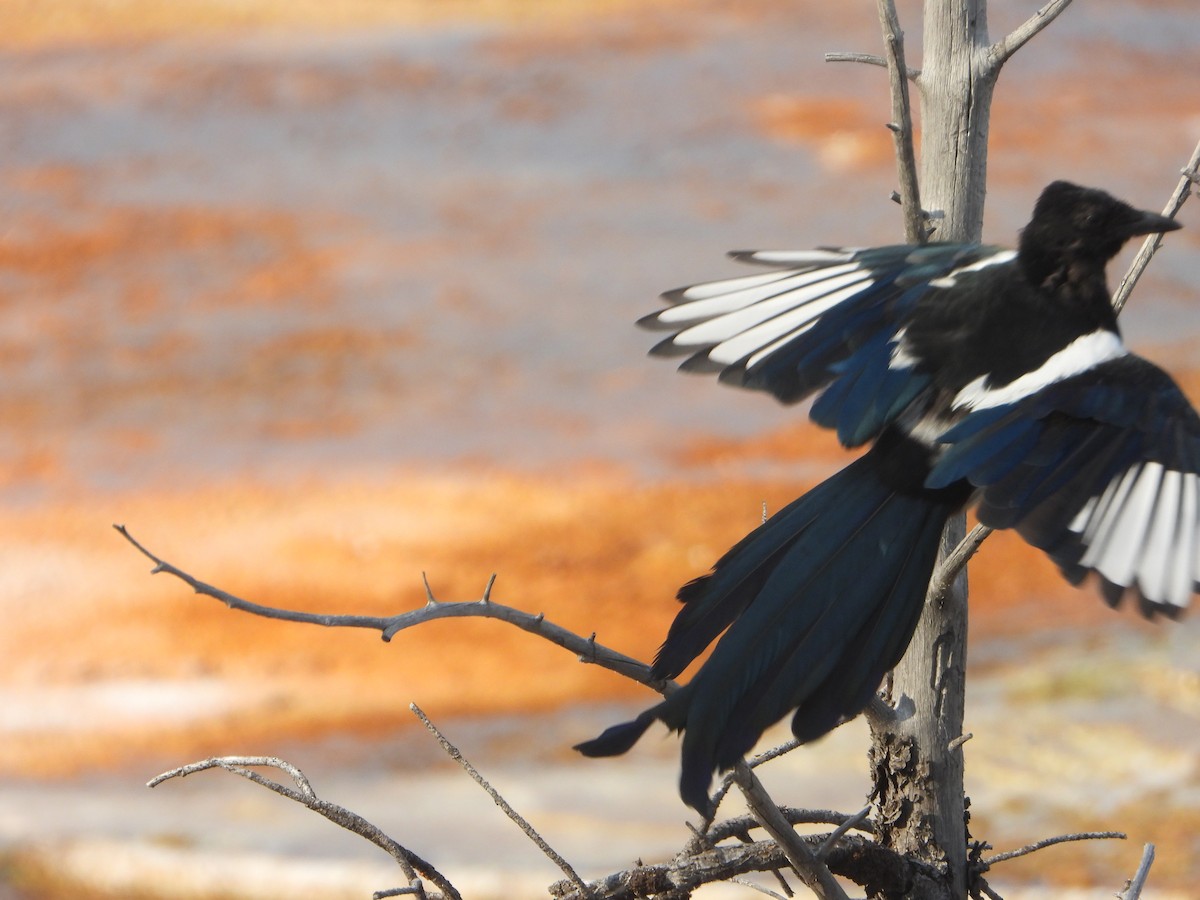 Black-billed Magpie - ML623848223