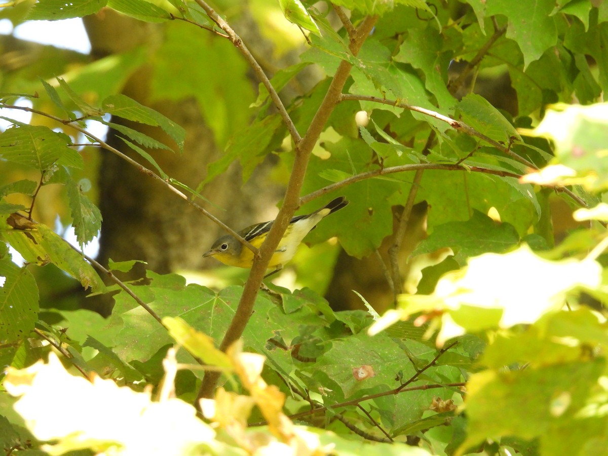 Magnolia Warbler - ML623848224