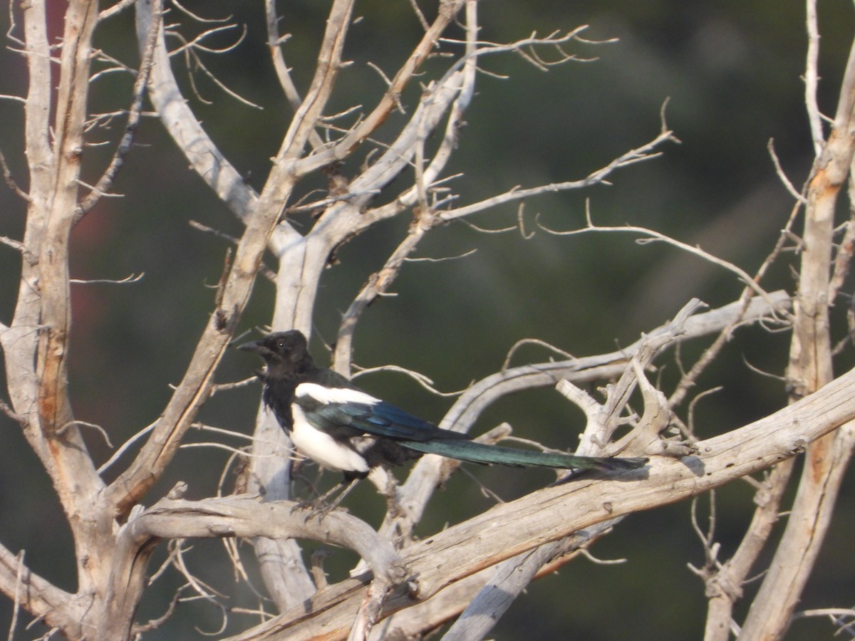 Black-billed Magpie - ML623848228