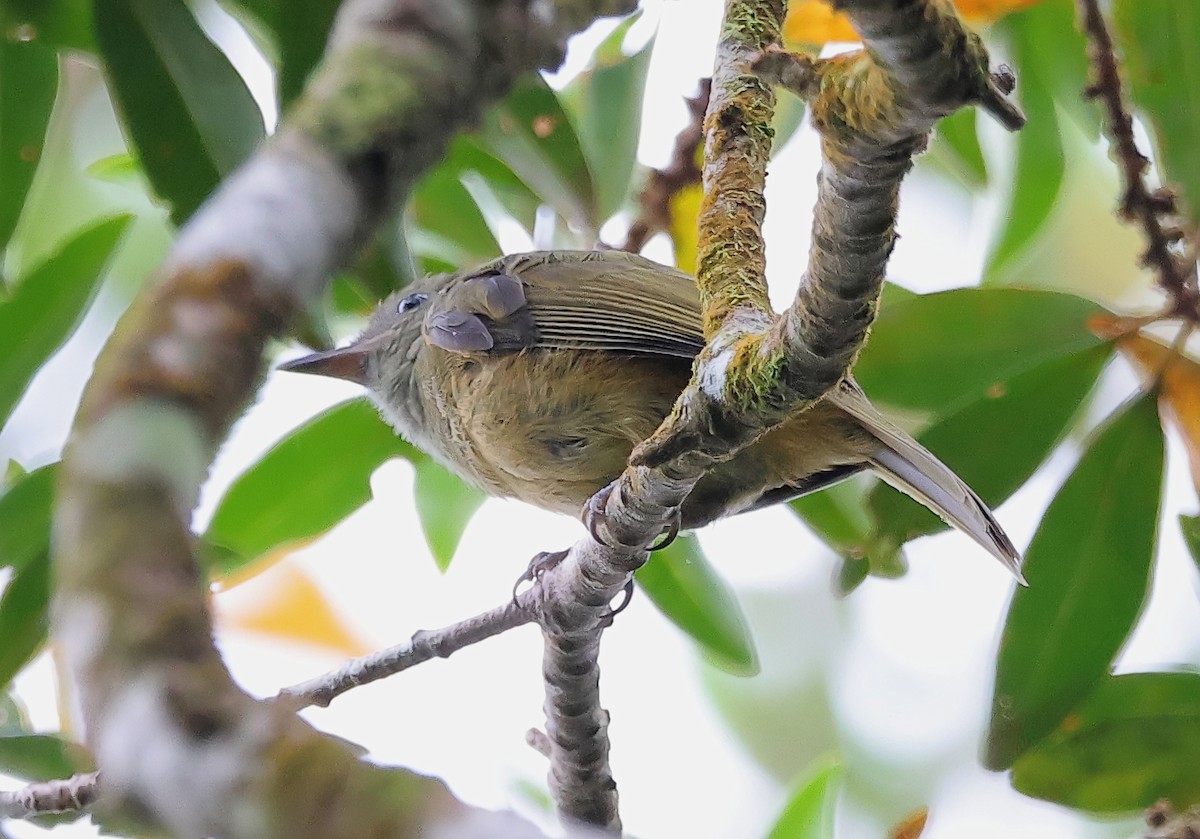 Ochre-bellied Flycatcher - ML623848229