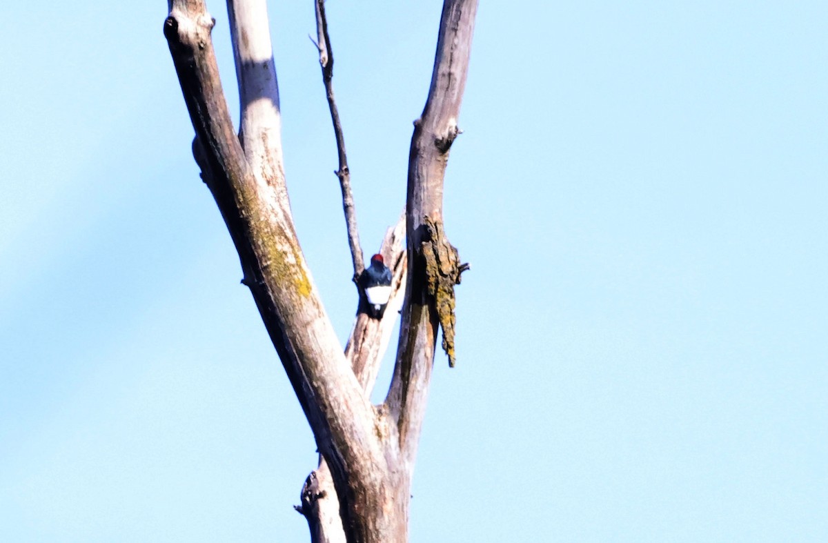 Red-headed Woodpecker - Sarah Morris