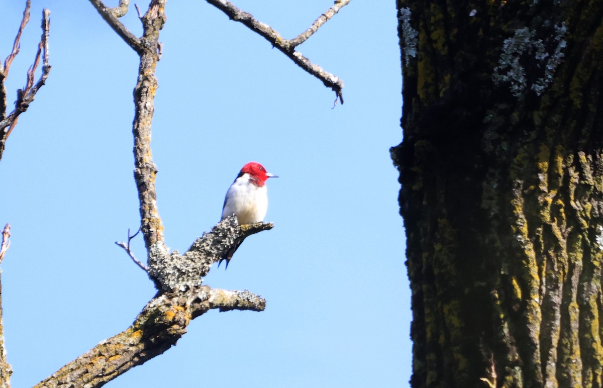 Red-headed Woodpecker - ML623848231