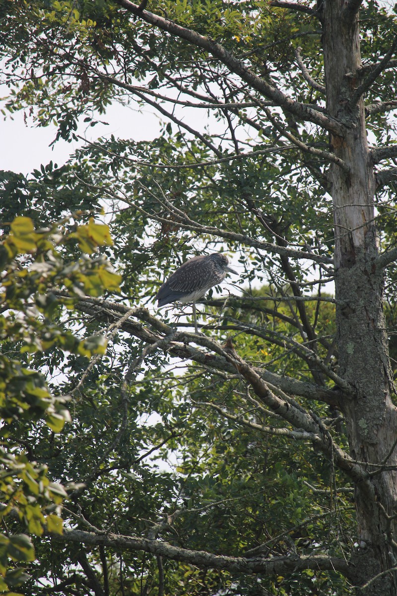 Yellow-crowned Night Heron - Melissa Grauel