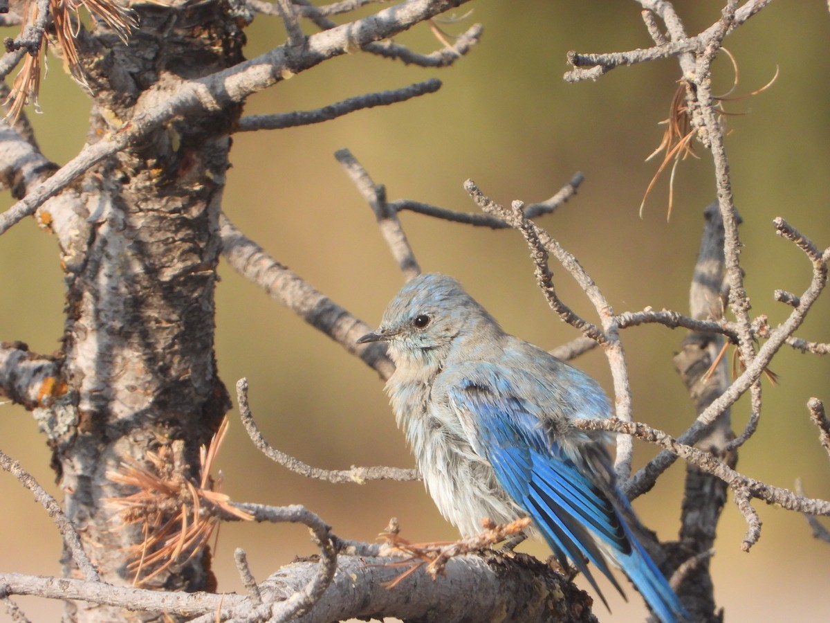 Mountain Bluebird - joe sweeney