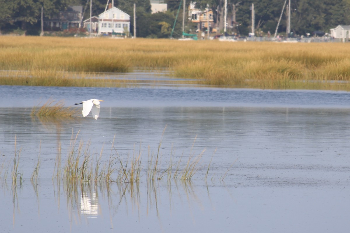 Great Egret - ML623848247