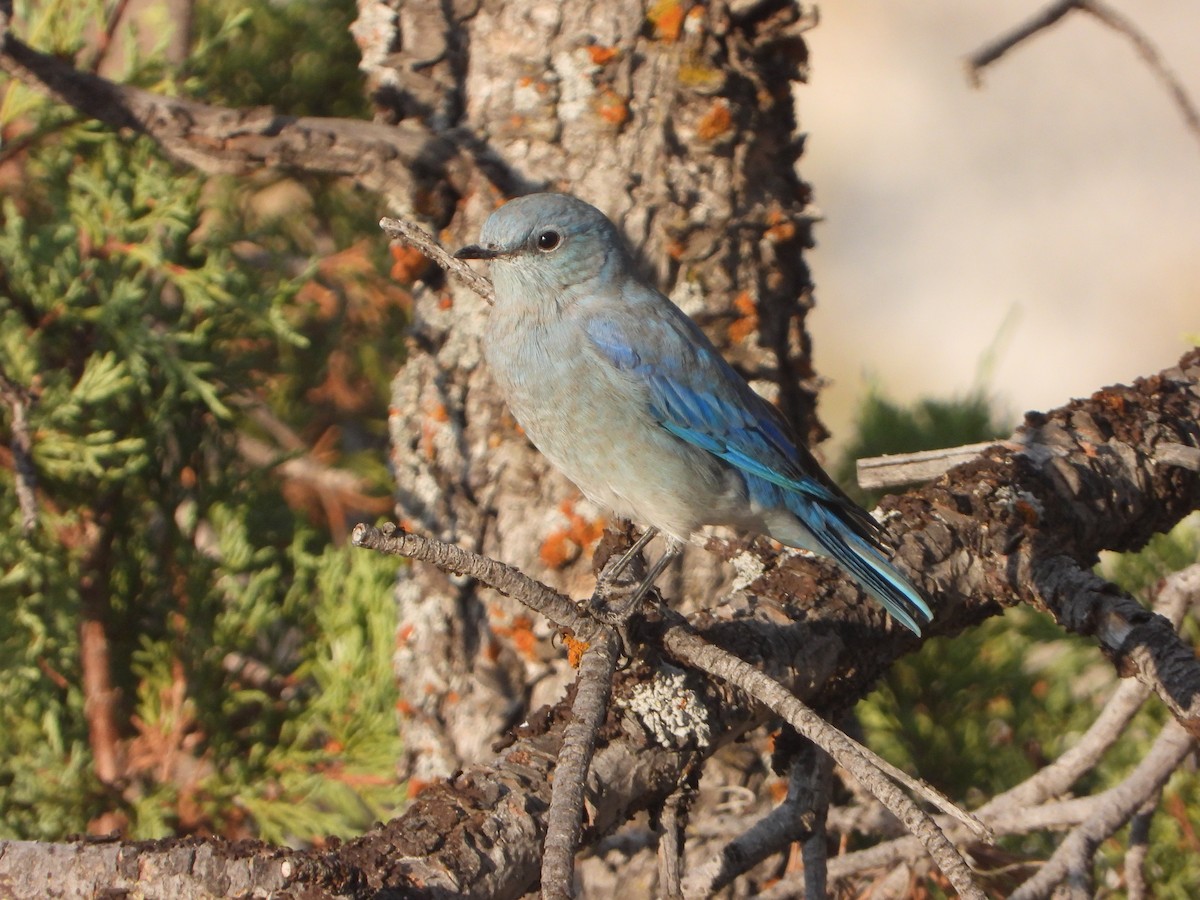 Mountain Bluebird - ML623848250