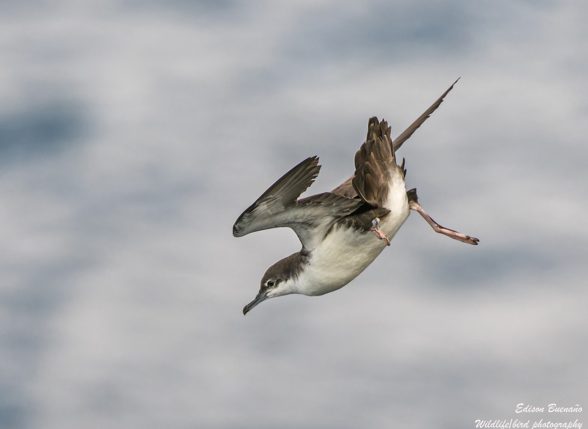 Galapagos Shearwater - ML623848251