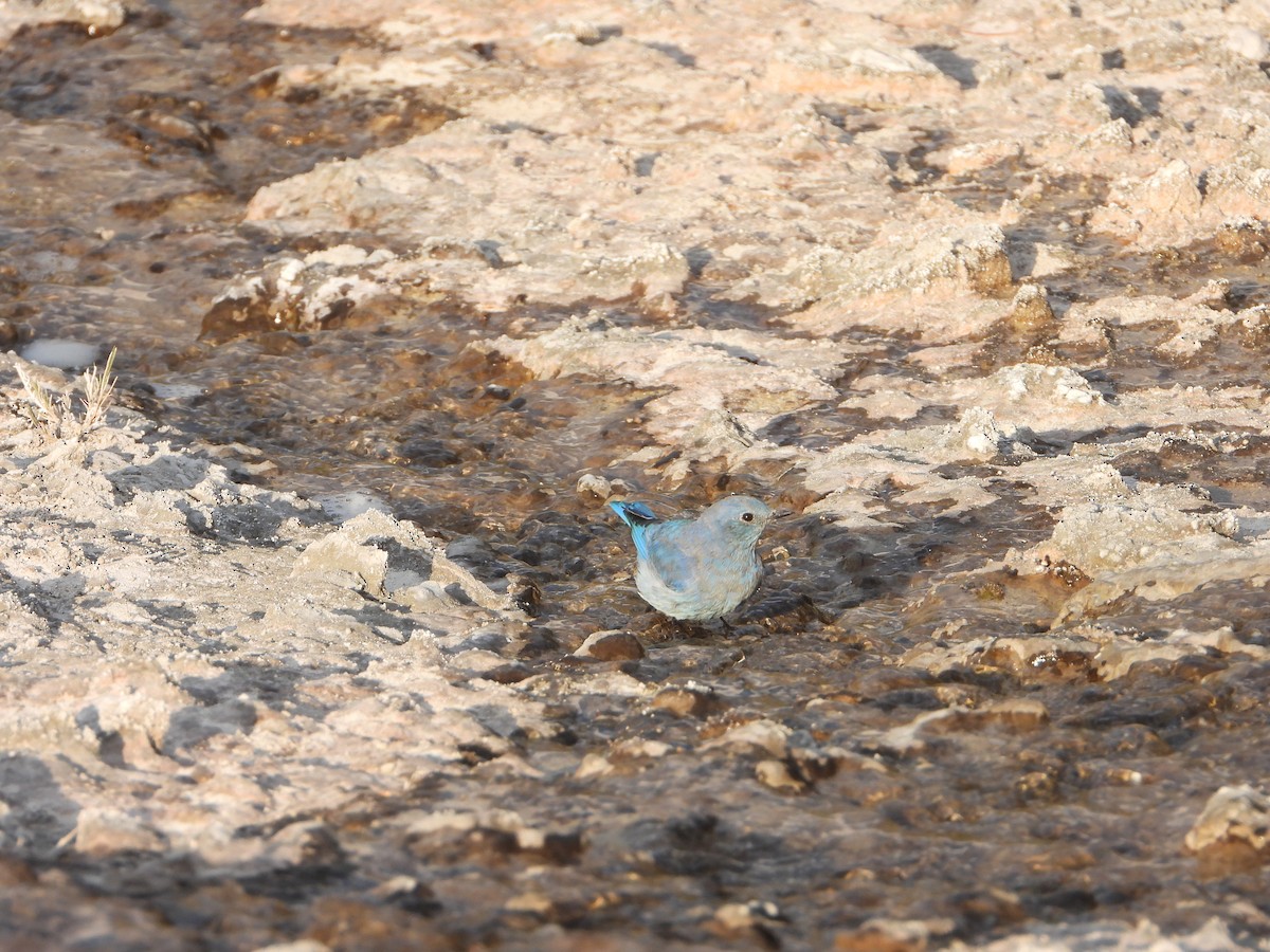 Mountain Bluebird - ML623848253