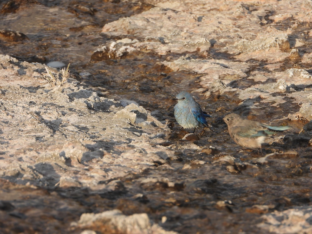 Mountain Bluebird - ML623848254