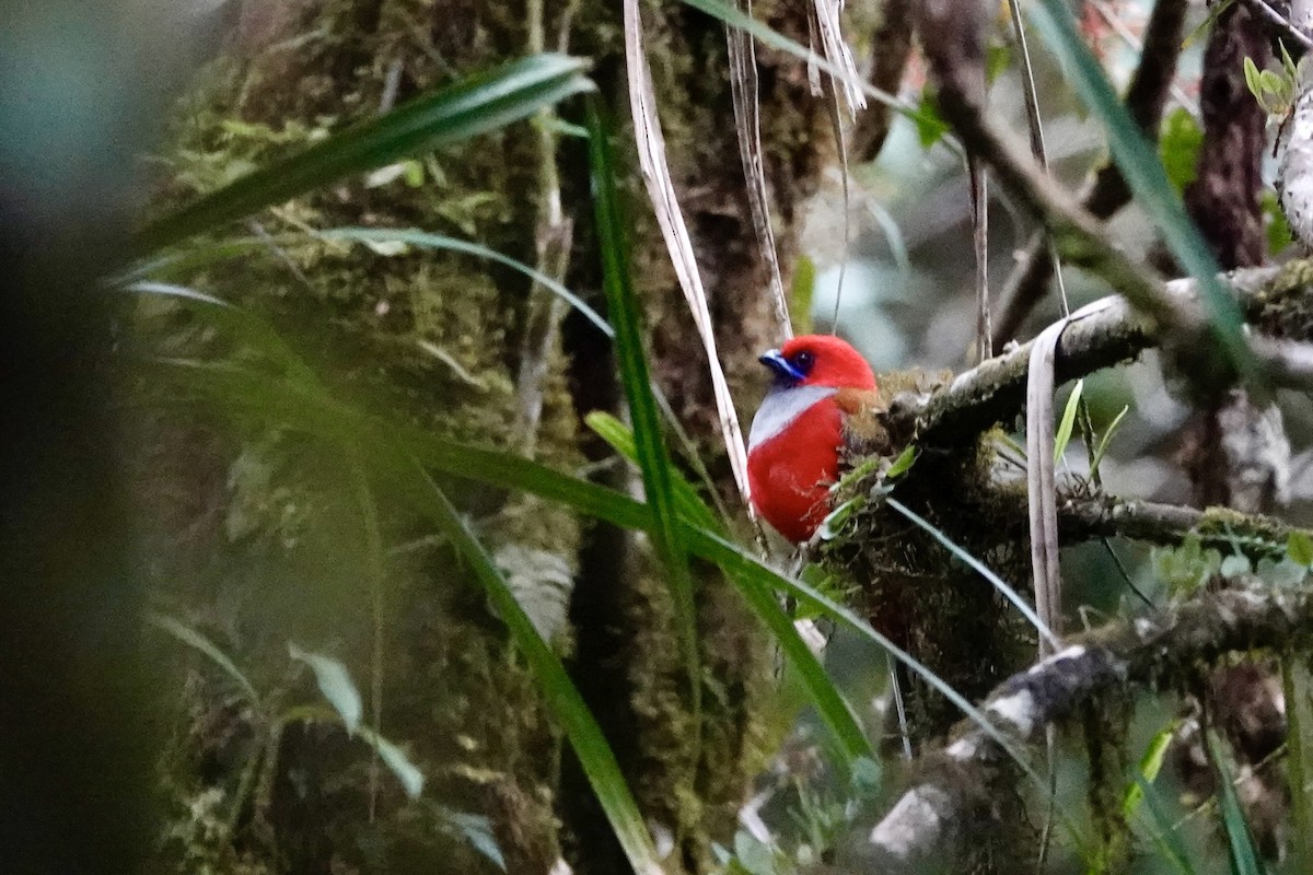 Whitehead's Trogon - ML623848255