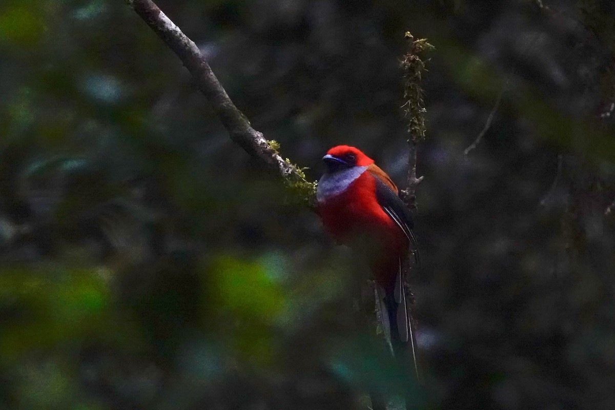 Whitehead's Trogon - ML623848256