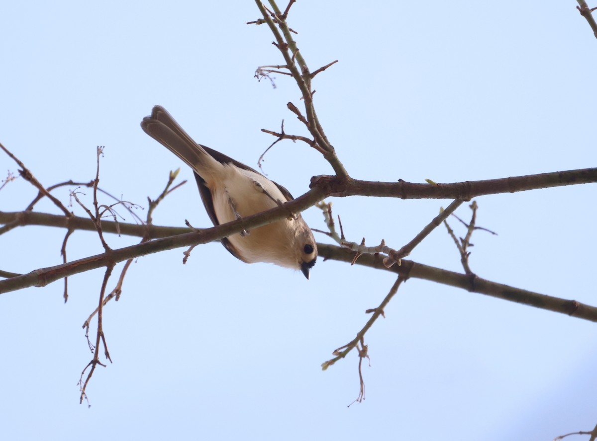 Tufted Titmouse - ML623848258